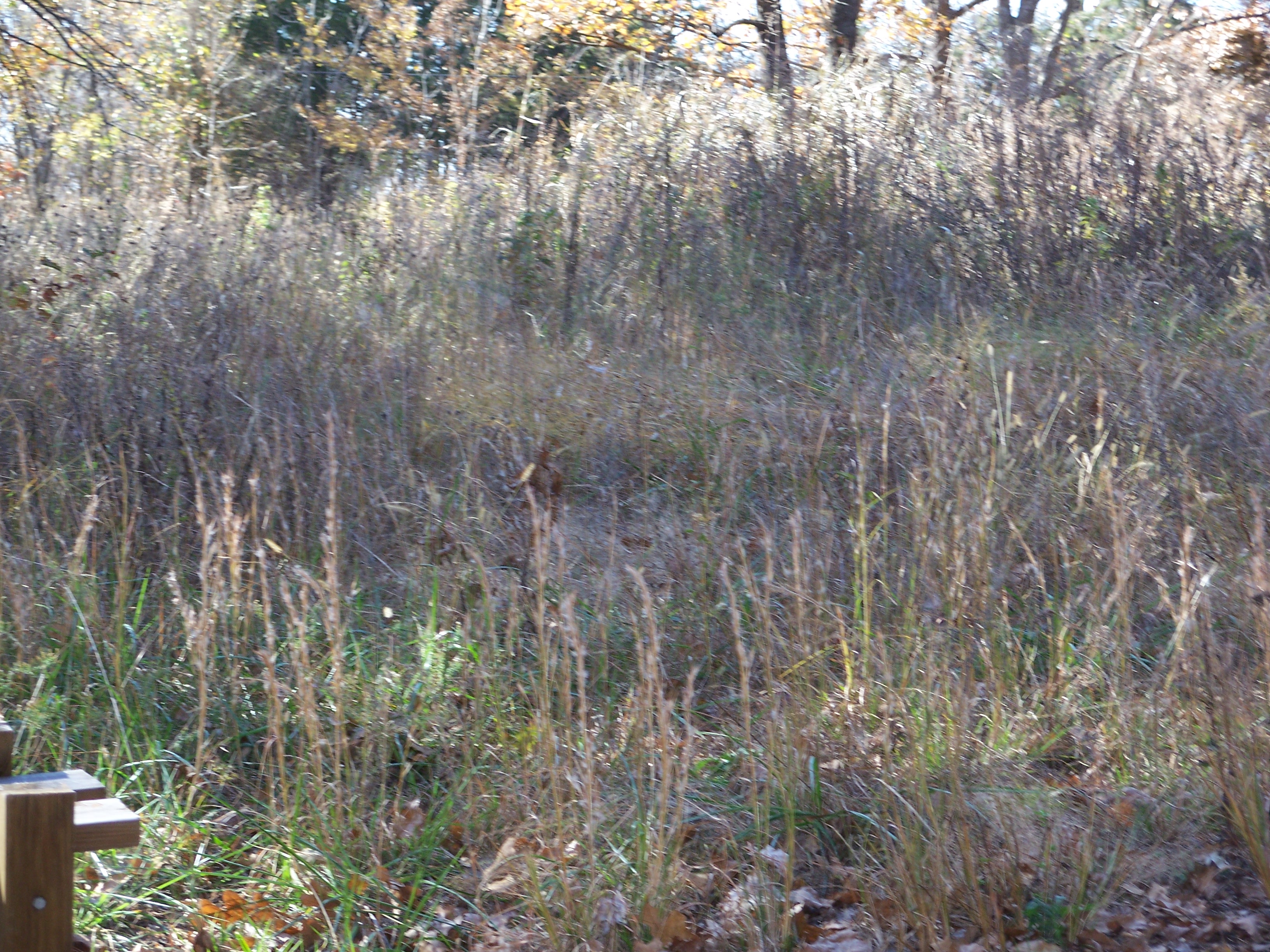 Savanna